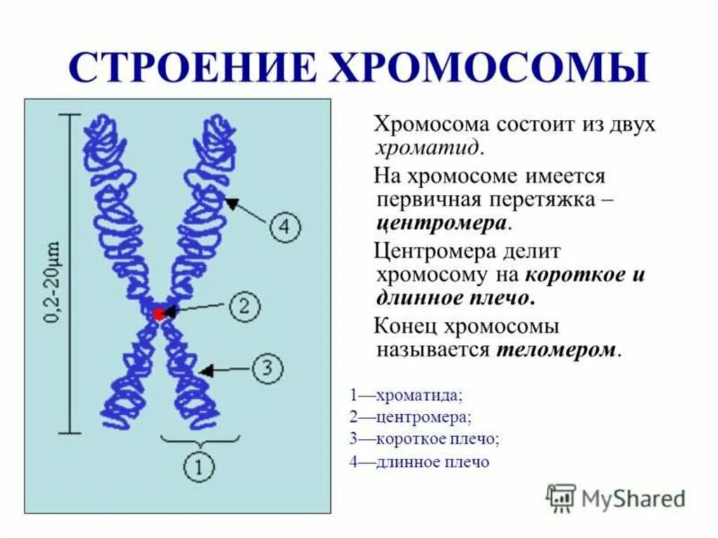Структуры состоящие из белка и днк