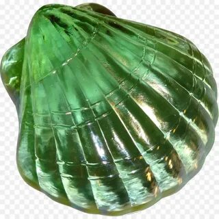 Зеленая ракушка
