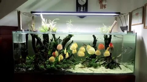 Tanked l