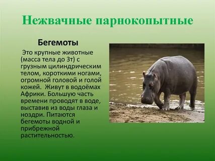 Объединены в подотряды нежвачные и жвачные