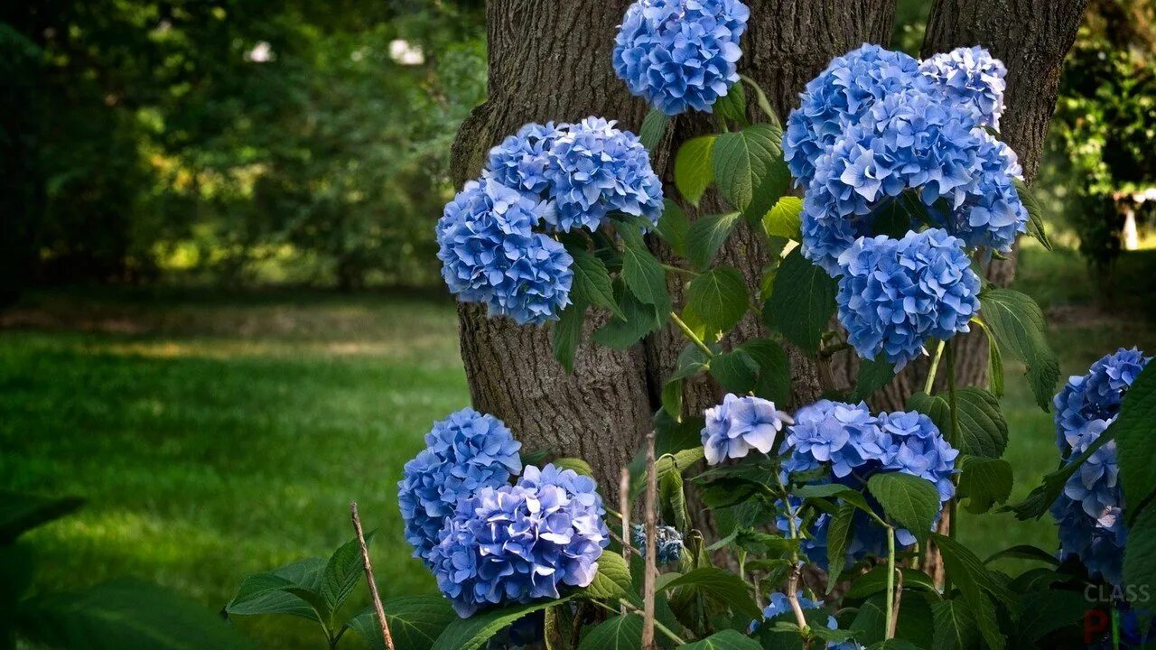 Blue doms