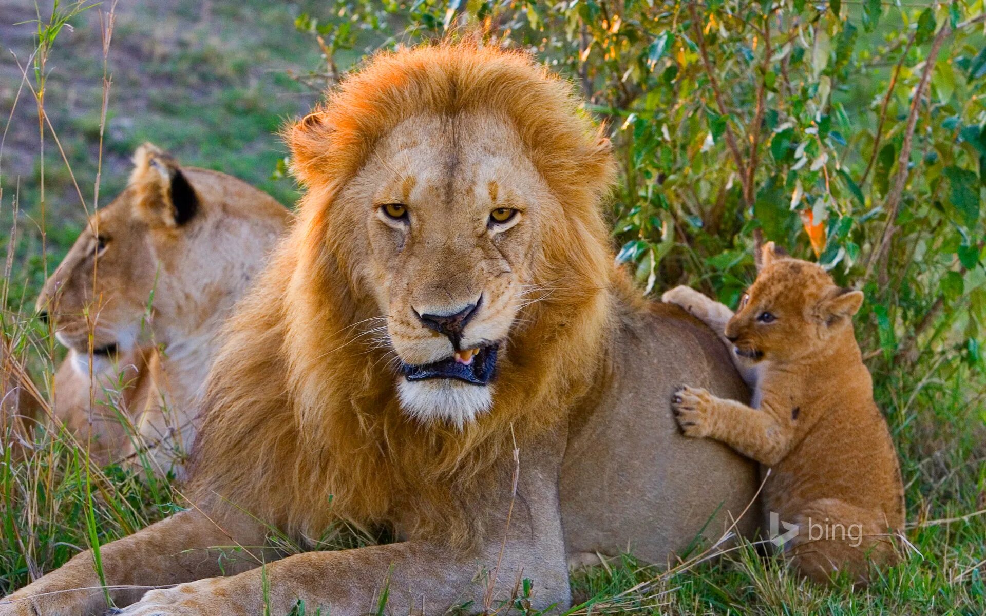 Зоопарк нью-йорка лев. Хищники звери. Битва львов за прайд. Львы живущие в городе. Драный лев.