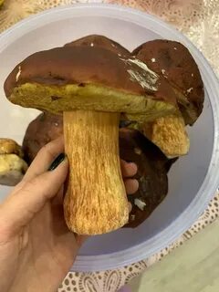 1 грибы 2