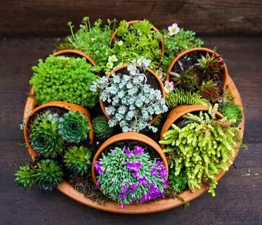 Mini plant