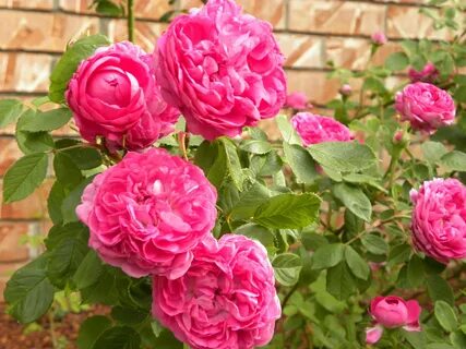 Rose deluxe