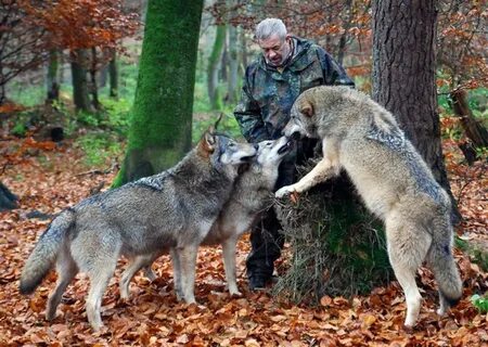 Вскормленные волками