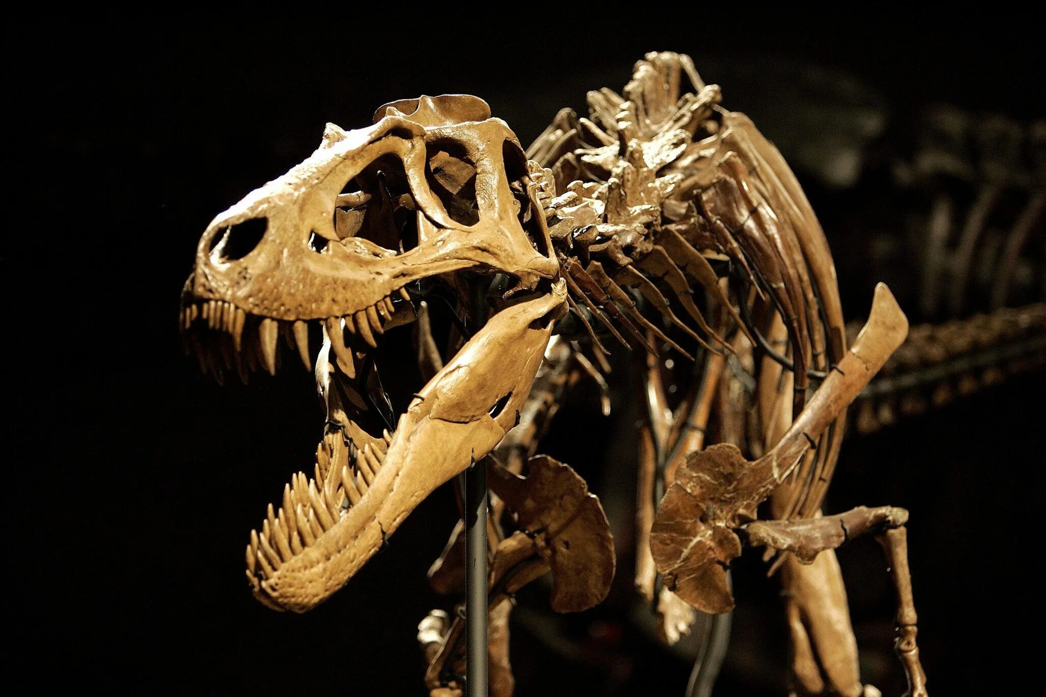Кости динозавров. Скелет динозавра. Настоящие скелеты динозавров. Кость динозавра.