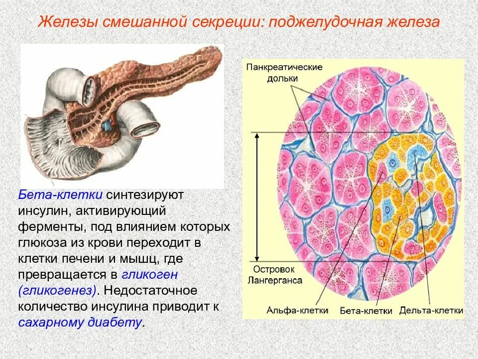 Поджелудочная железа тип секреции