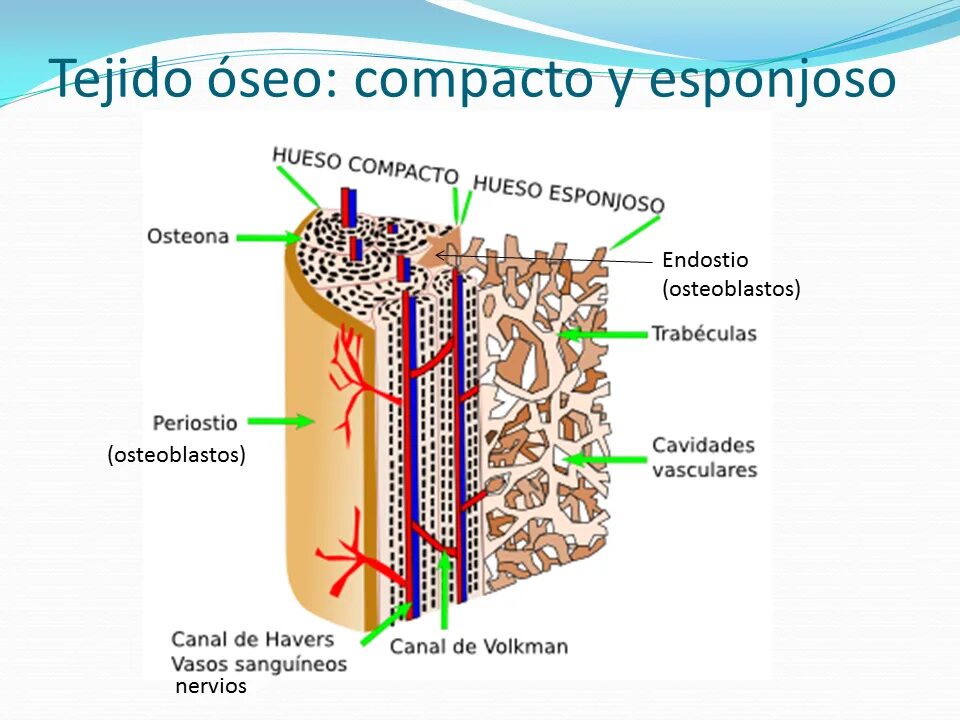 Кости образованные губчатым веществом. Остеон губчатое компактное вещество. Компактное и губчатое вещество кости. Строение губчатой ткани кости. Строение компактного вещества.