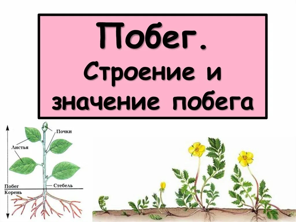 Значить сбежать. Значение побега у растений. Презентация побег Пименов. Строение и значение побега. Побег его значение.