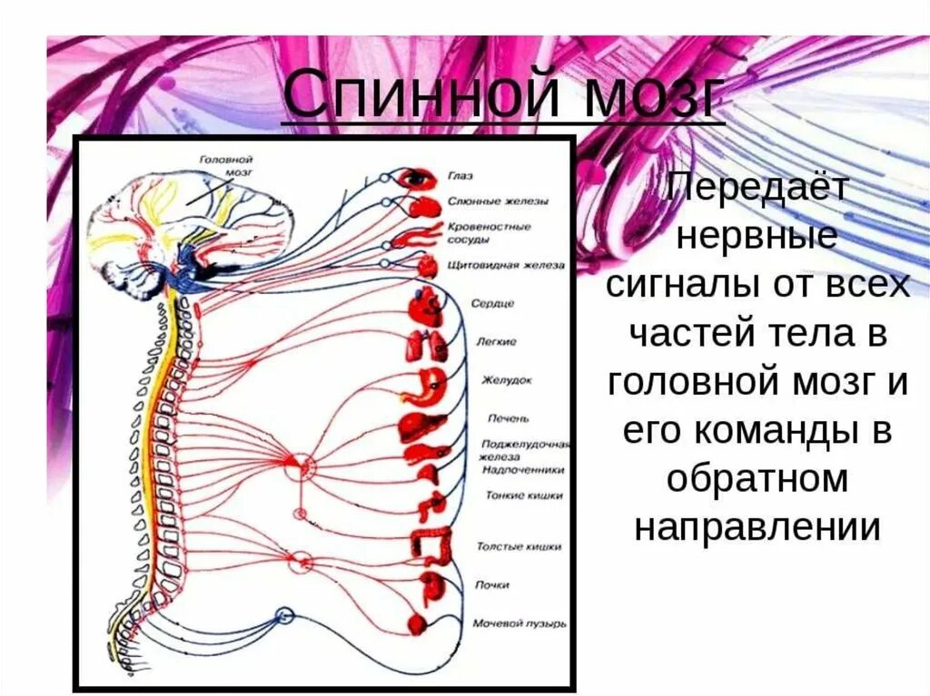 Части нервной системы. Сигналы нервной системы. Сигналы мозга к органам. Сигналы в нервной системе человека.