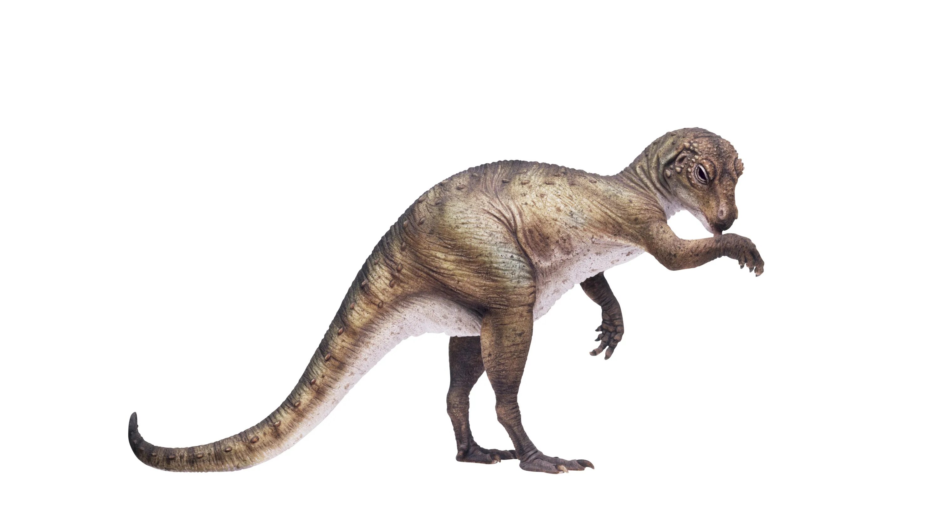 Абриктозавр abrictosaurus. Гетеродонтозавр. Авалониан динозавр. Алокодон динозавр. Гетеродонтозавр картинки.