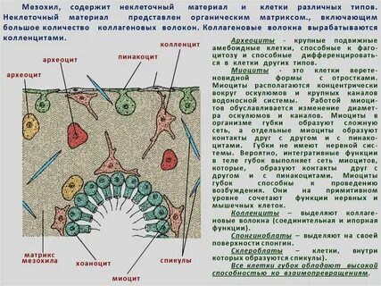 Клетки ткани образуют покровы тела