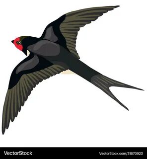 Black swallow