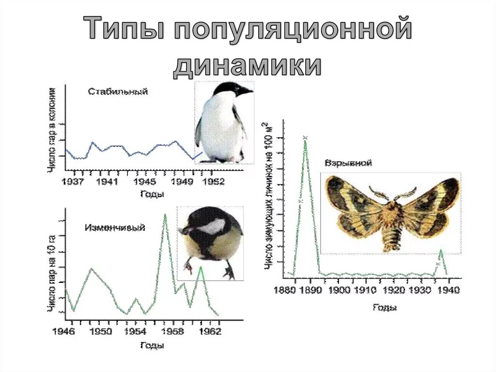 Установите соответствие 1 популяция. Типы динамики популяций. Сезонный Тип динамики численности популяций. Цикличный Тип динамики популяции. Взрывной Тип популяционной динамики.