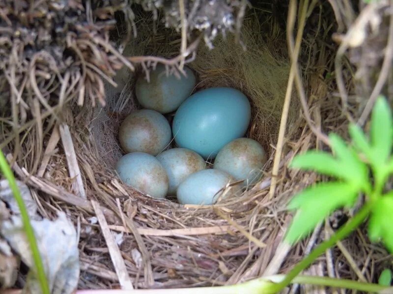 Яйца кукушки фото. Птица чекан гнездо. Черноголовый чекан гнездо. Гнездо с яйцом кукушки. Кукушонок и горихвостка.