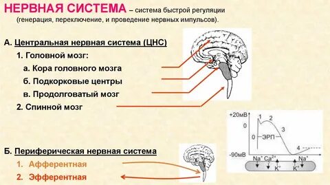 Импульсы в цнс