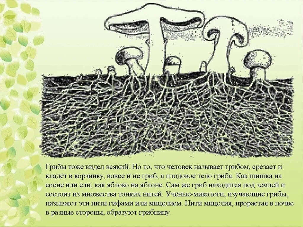 Красивые грибы с корнями. Микориза гриба. Мицелий блюдцевик. Шляпочные грибы микориза. Корень гриба.
