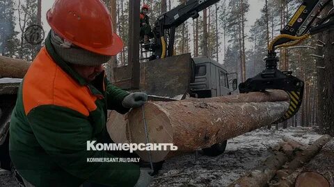 Промышленные рубки леса производятся в лесах