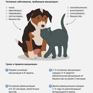 Как часто делать пса