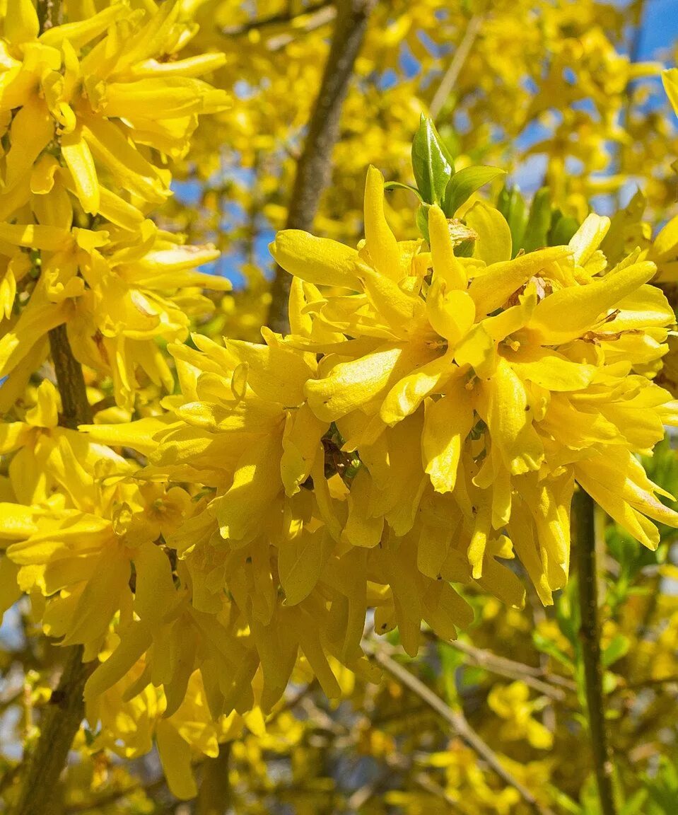 Форзиция линвуд описание. Форзиция линвуд. форзиция промежуточная линвуд. форзиция линвуд голд. линвуд кустарник форзиция.