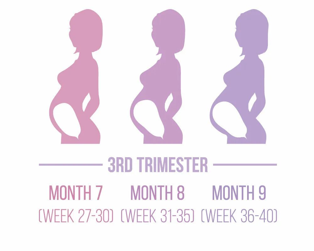 Third trimester. Trimester. pregnancy and due date tracker иконка. период женщины 2 trimester details.