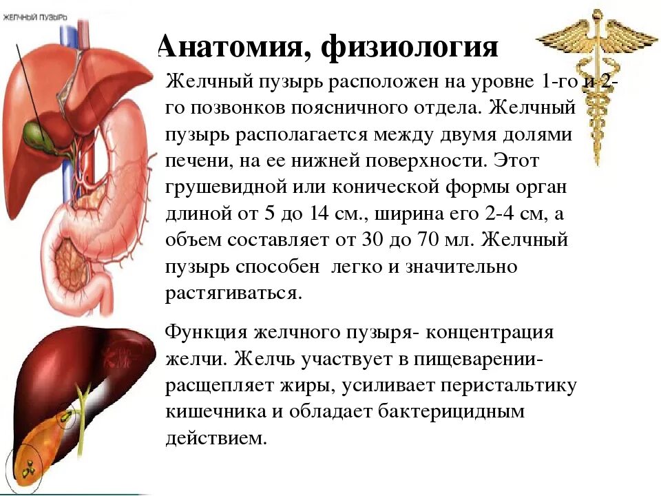 Желчный пузырь простыми словами. Желчный пузырь расположение строение анатомия. Желчный пузырь анатомия строение и функции. Строение и расположение желчного пузыря. Анатомическое строение желчного пузыря.