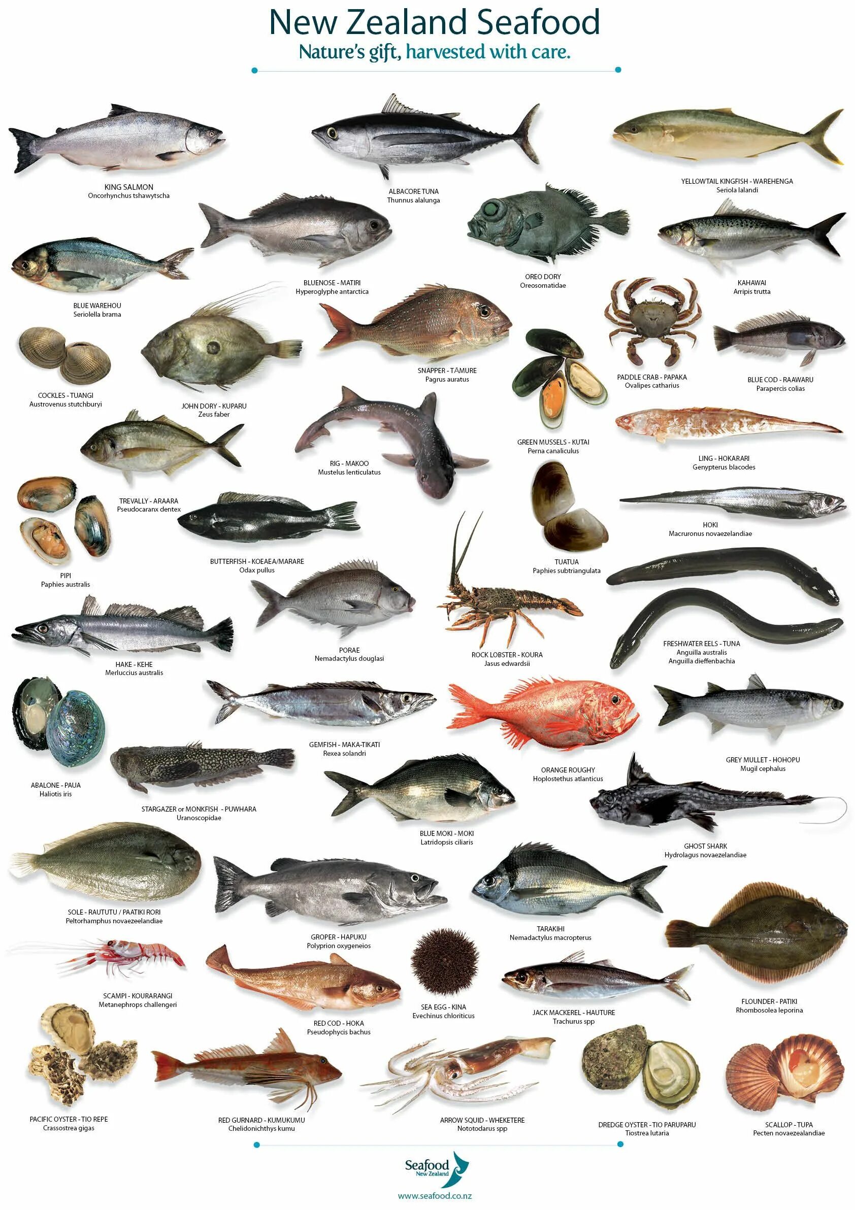 Red sea fishes Prehistoric wildlife, Water animals, Sea fish