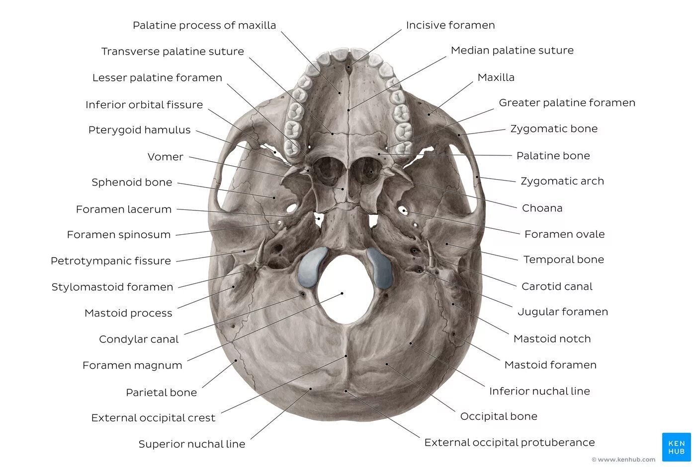 Наружное основание черепа Синельников. Наружное основание черепа анатомия кости. Внутреннее основание черепа анатомия Синельников. Кости основания черепа анатомия. В правом черепе