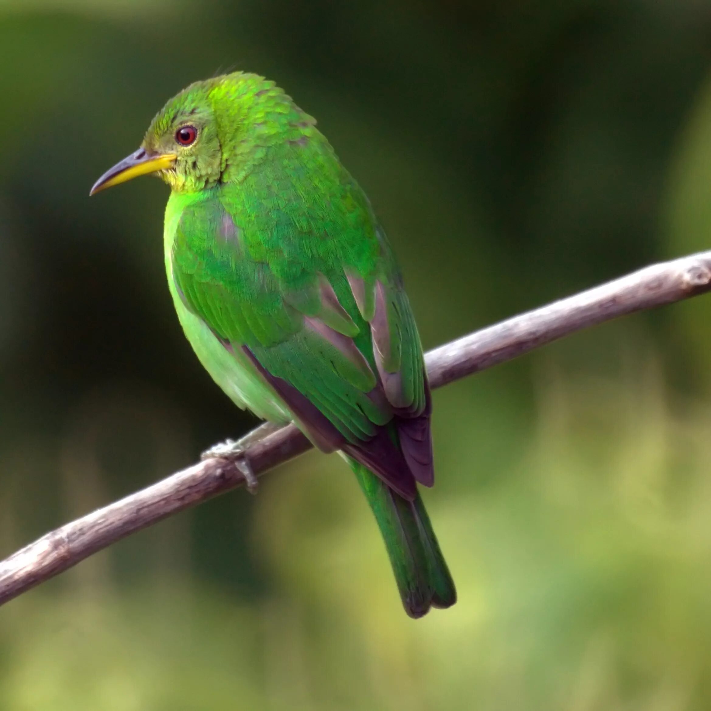 Зеленая птичка название. Chlorophanes Spiza. Зелёный САИ птица танагровых. Грин Грин Грин канарейка птица. Малый зелёный рогоклюв.
