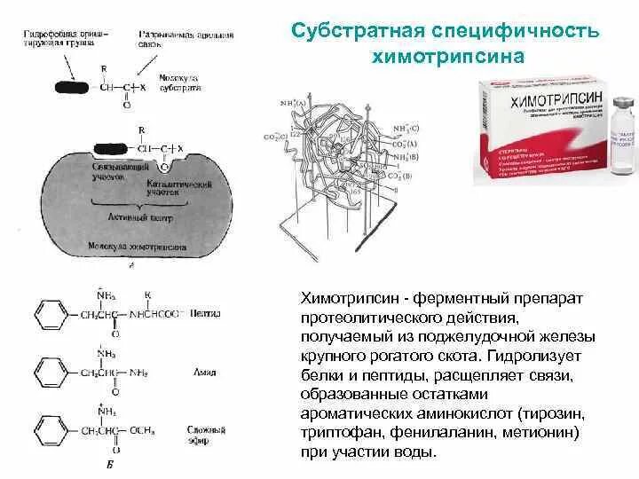 Субстратная специфичность ферментов. Протеолитические ферменты препараты. Субстратная специфичность химотрипсина. Химотрипсин специфичность. Протеолитические ферменты виды.