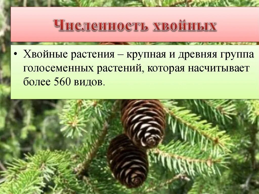 Древние хвойные Голосеменные растения. Число видов хвойных. Число видов хвойных растений. Численность сосны.