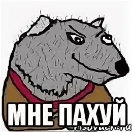 Пахую