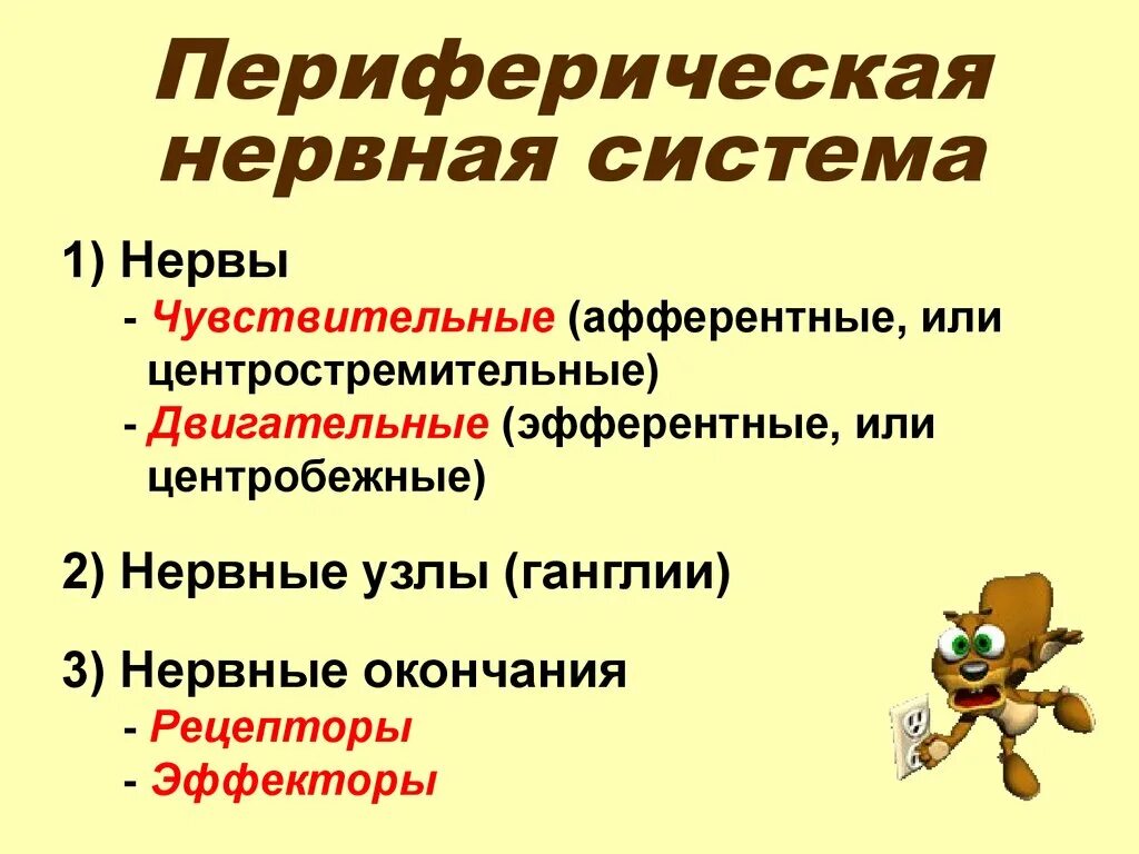 Периферический нерв функции. Периферическая нервная система. Структуры периферической нервной. Функции периферической нервной системы. Периферический нерв.