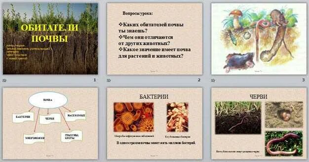 Проверочная работа по теме почва 3 класс. Обитатели почвы презентация. животные почвы презентация. почва растения животные. обитатели почвы окружающий мир.