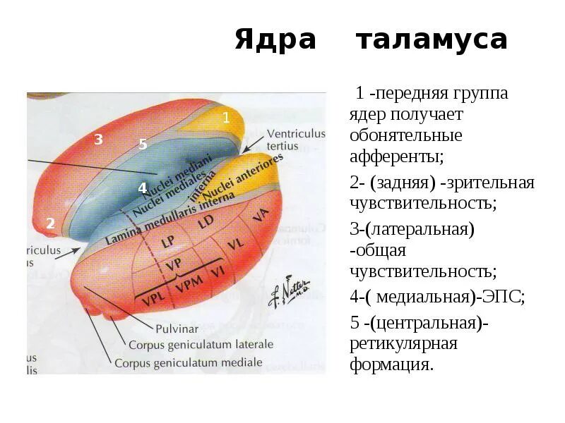 Стационарное ядро. Специфические ядра таламуса физиология. Задняя группа ядер таламуса. Ретикулярное ядро таламуса. Строение таламуса анатомия ядра.