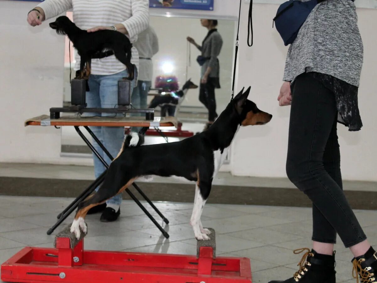 Подготовка к выставке собак. На выставке собак. Выставочные собаки. Выставка собак Лужники.