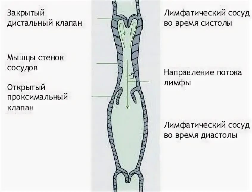 Лимфатические сосуды клапаны. Лимфатический сосуд лимфангион клапаны. Лимфангион строение анатомия. Схема строения лимфатического сосуда. Строение лимфатического сосуда рисунок.