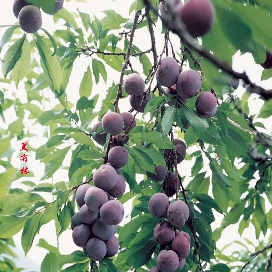 Слива блэк амбер. Алыча чемальская черная. Как по другому называется слива. Слива президент. Самоопыляемые сорта слив жасмин.