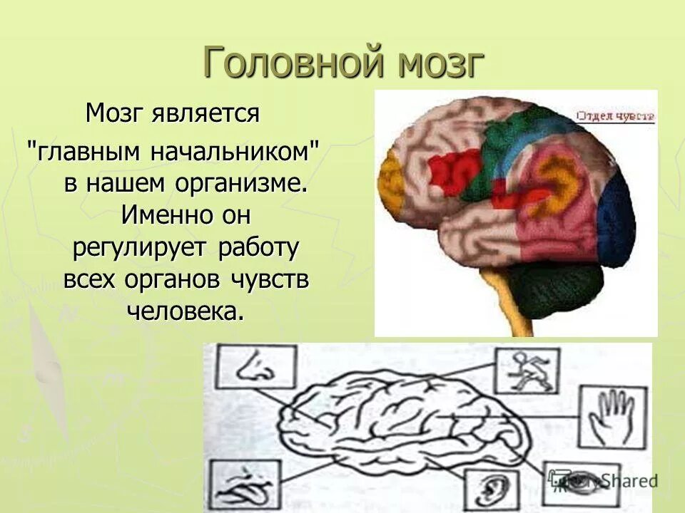 Органы головного мозга. Головной мозг доклад. Головной мозг человека презентация. Что делает мозг окружающий мир. Что делает мозг окружающий мир.