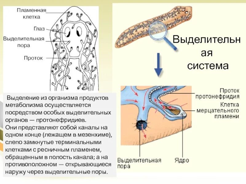 Плоские черви протонефридии. Звездчатые клетки протонефридиев. Выделительная система представлена протонефридиями. Протонефридии у плоских червей.