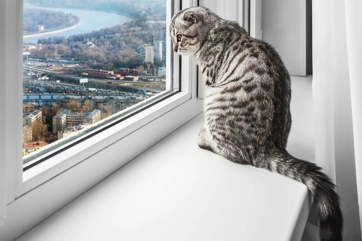 Пластиковые окна кошки. Кошка на пластиковом окне. Кошка на подоконнике. Окна ПВХ С котом. Окна пластиковые кот на подоконнике.