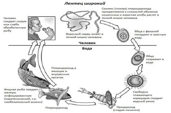 Широкий лентец жизненный цикл. Жизненный цикл собачьего лентеца. Широкий лентец промежуточный хозяин и окончательный хозяин. Жизненный цикл широкого лентеца Diphyllobothrium latum.