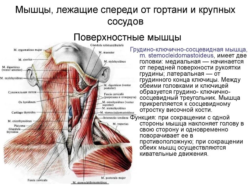 Мышцы шеи анатомия человека спереди. Мышцы шеи топографическая анатомия. Строение снизу шея.