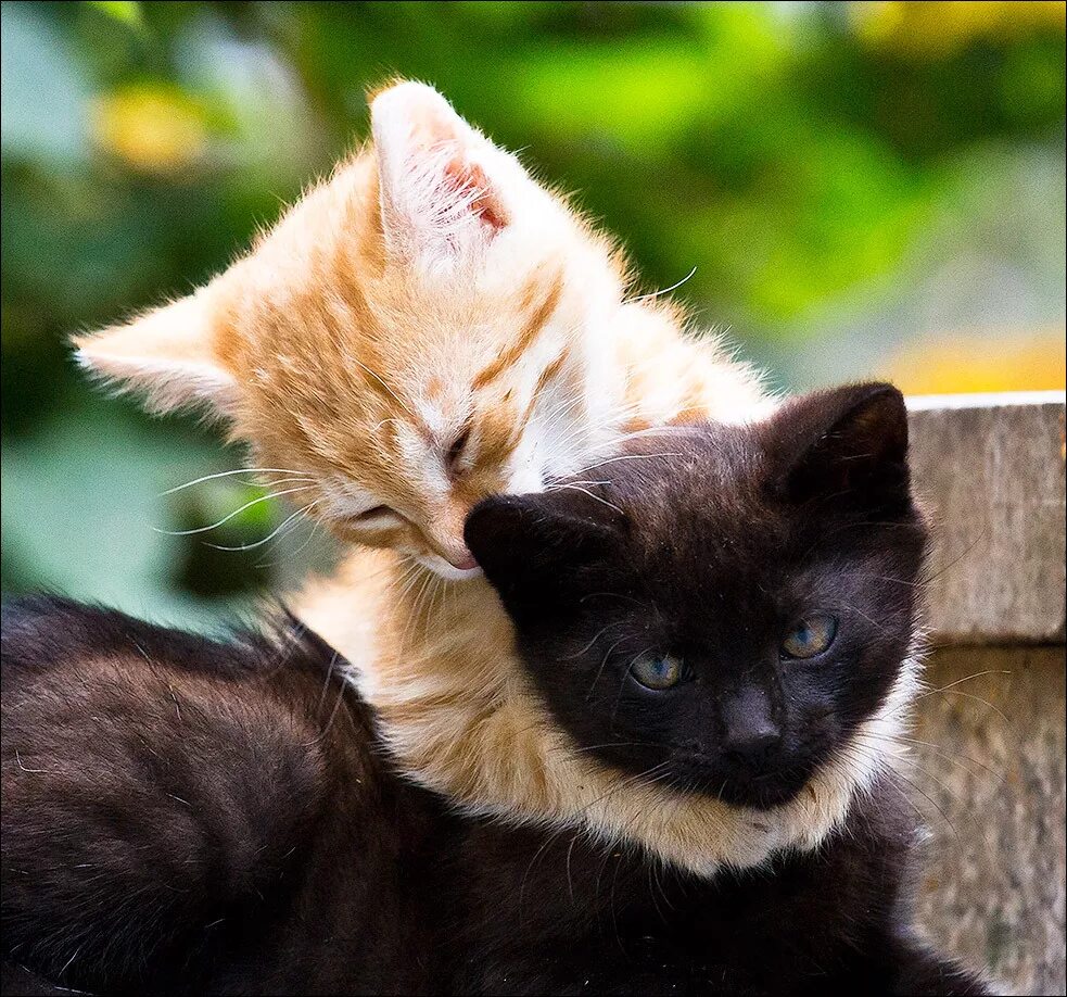 Коты обнимаются. Рыжий и черный кот. Объятия животные. Кошки любовь.