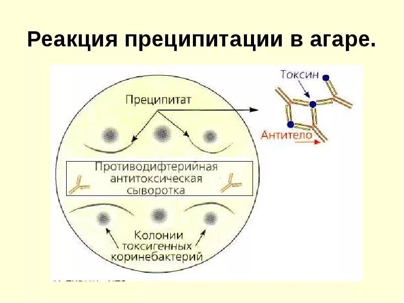 MBD_i_streptokokki - Стр 3