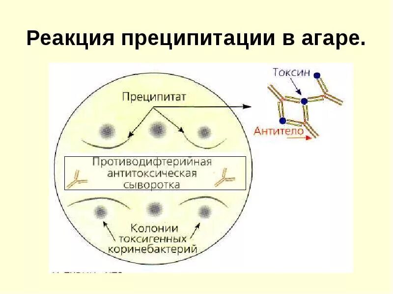 Реакция антиген антитело реакции преципитации. Постановка реакции преципитации микробиология. Реакция преципитации в геле микробиология. Реакция преципитации в чашке Петри. Диффузная реакция