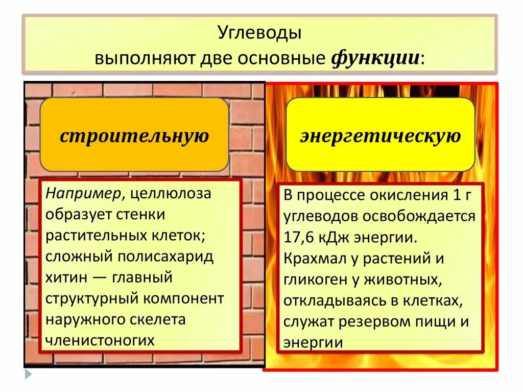 Какие углеводы выполняют строительную функцию. Углеводы выполняют функцию. Какие функции выполняют углеводы. Структурные строительные углеводы.