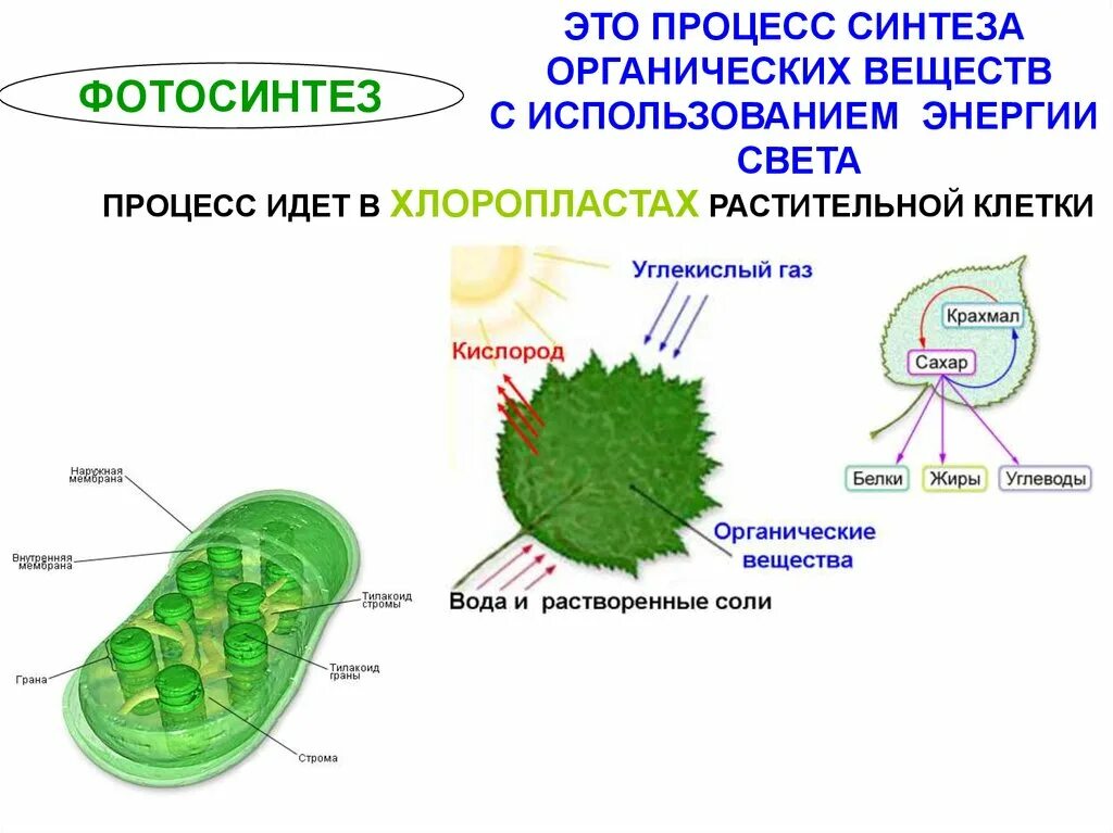 Орган клетки в котором происходит фотосинтез. Строение хлоропласта фотосинтез. Фотосинтез в хлоропласте рисунок. Схема фотосинтеза в хлоропласте. Процесс фотосинтеза в хлоропластах схема.