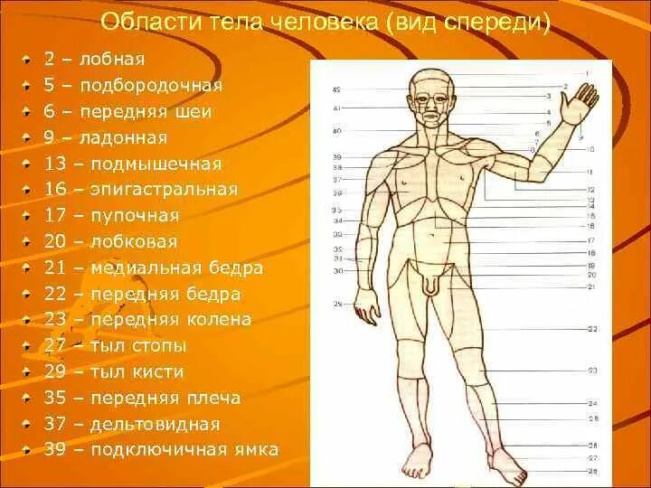 Выберите части тела человека. Части, области, поверхности тела человека.. Части тела человека названия. Название областей тела. Анатомические части тела.